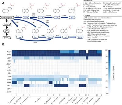 Uncovering the specificity and predictability of tryptophan metabolism in lactic acid bacteria with genomics and metabolomics